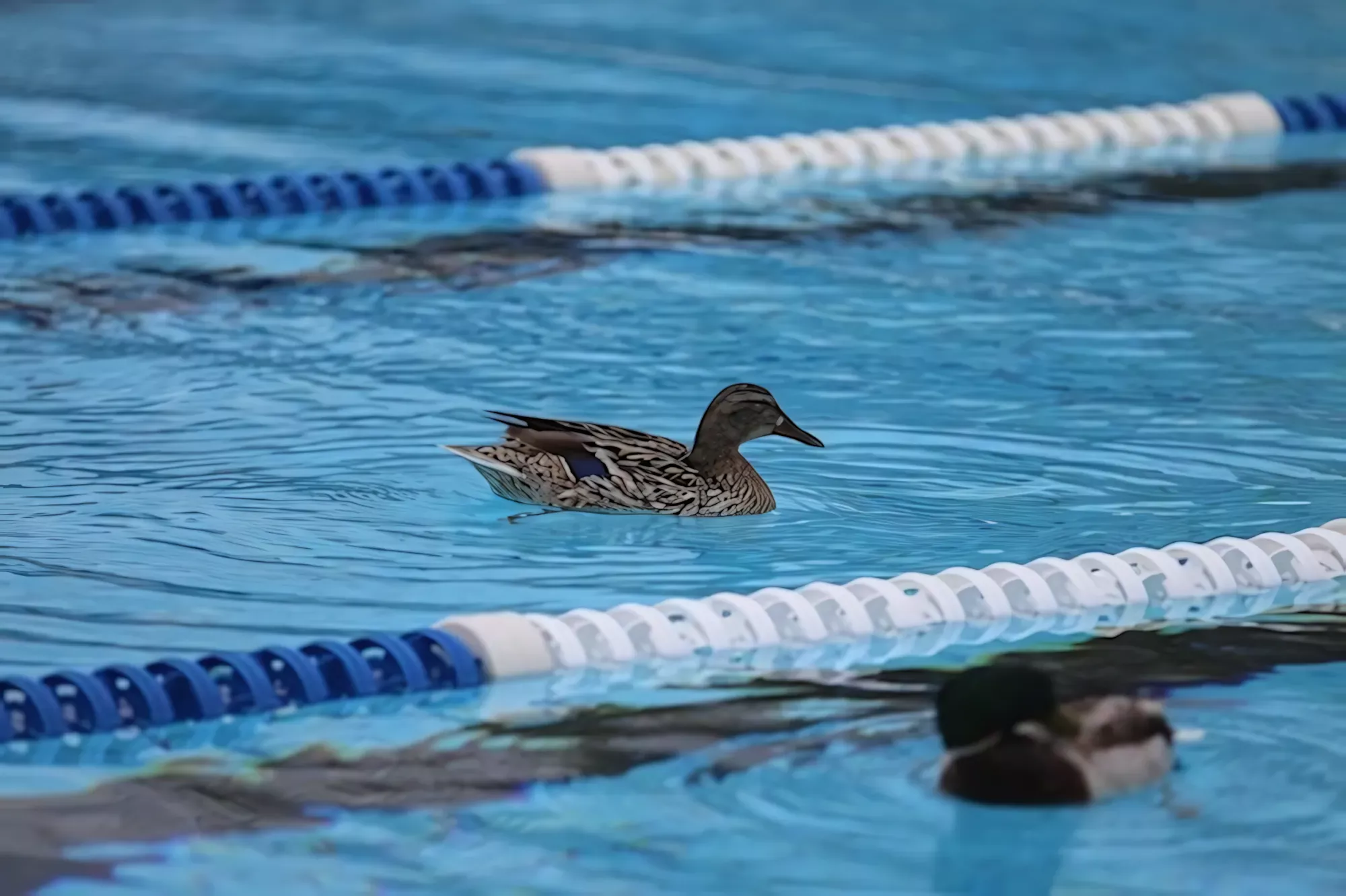 Natation Catherunning